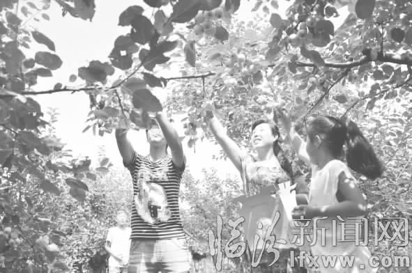 隰县陡坡乡首届海棠果采摘节启幕