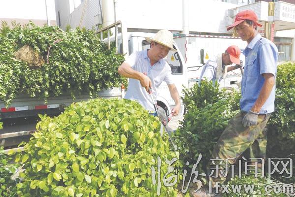 修剪植物首席 记者 苏亚兵 摄