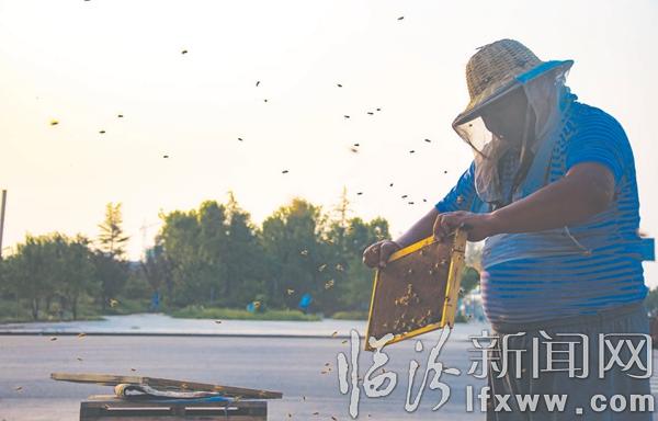 养蜂人郑国有:逐花而居 以蜂为伴