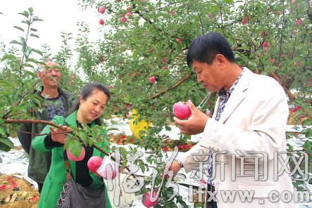 永和桑壁镇:小苹果打造致富新品牌