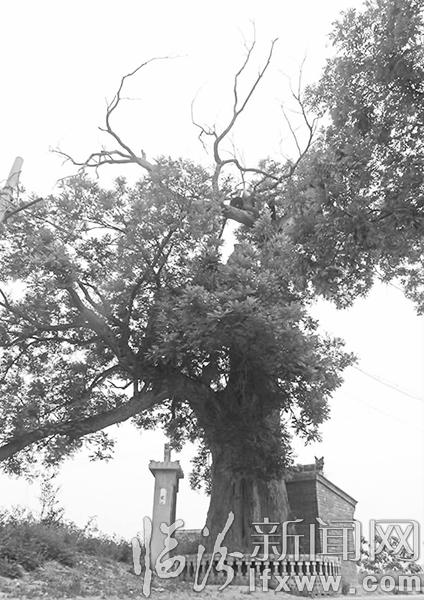 吕梁山脚下的老槐树