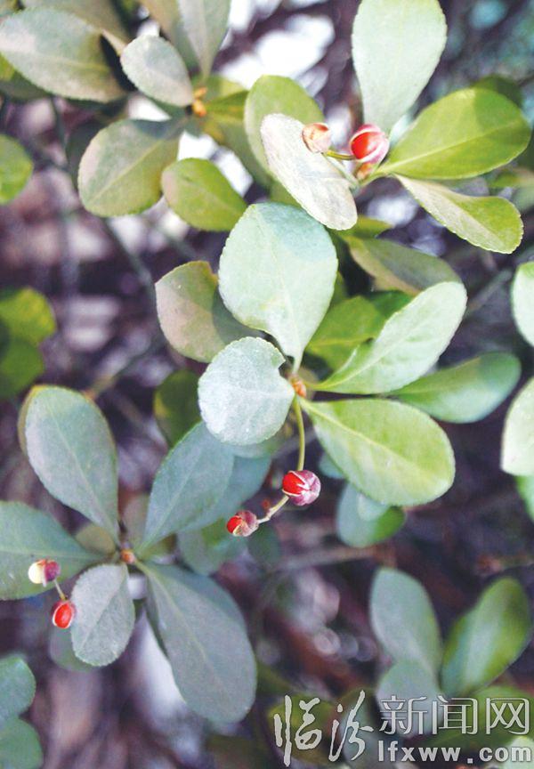 奇异冬青树冬天开花又结果