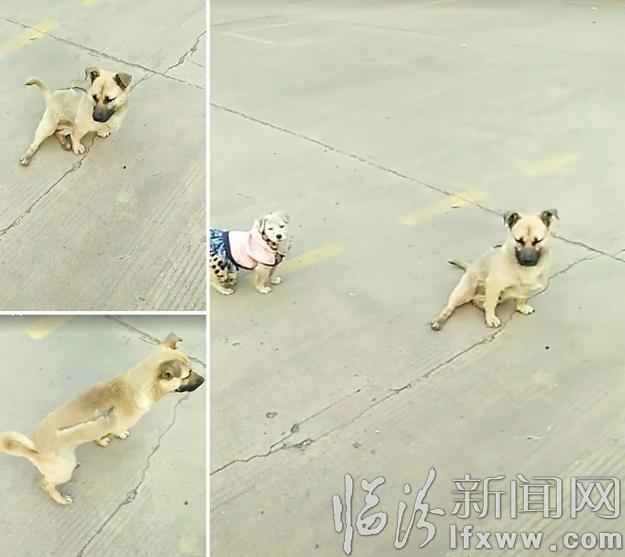 临汾流浪动物基地:给“毛孩子”们一个温暖的家