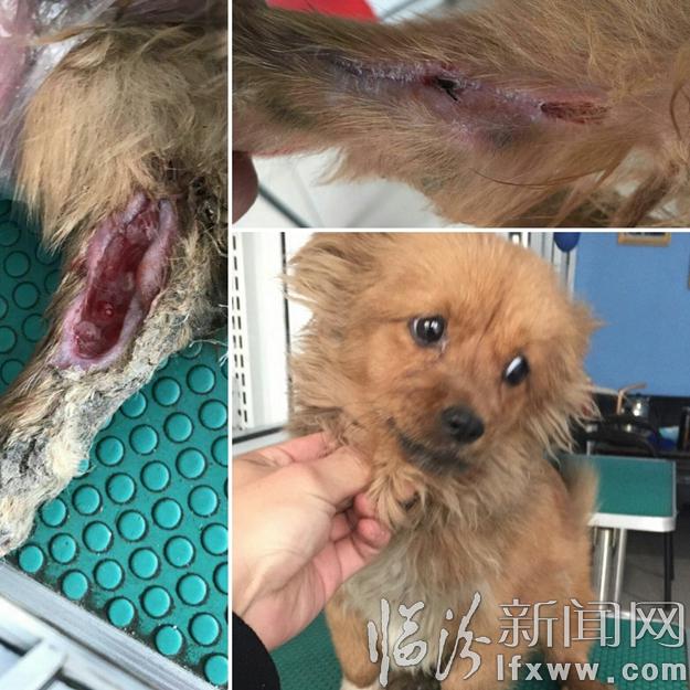 临汾流浪动物基地:给“毛孩子”们一个温暖的家