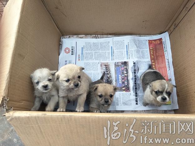 临汾流浪动物基地:给“毛孩子”们一个温暖的家