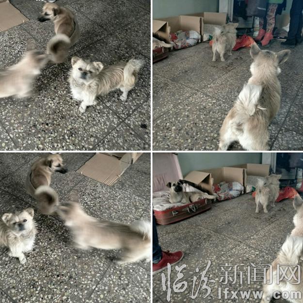 临汾流浪动物基地:给“毛孩子”们一个温暖的家