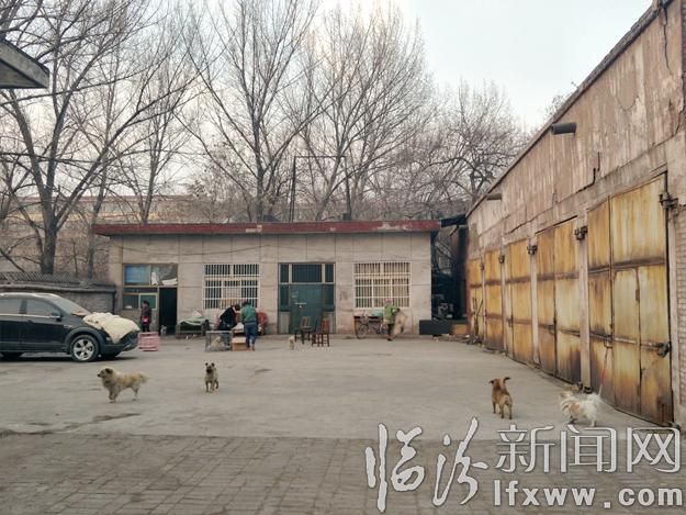 临汾流浪动物基地:给“毛孩子”们一个温暖的家