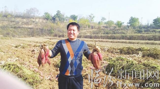 马俊峰试种的良品红薯地喜获丰收