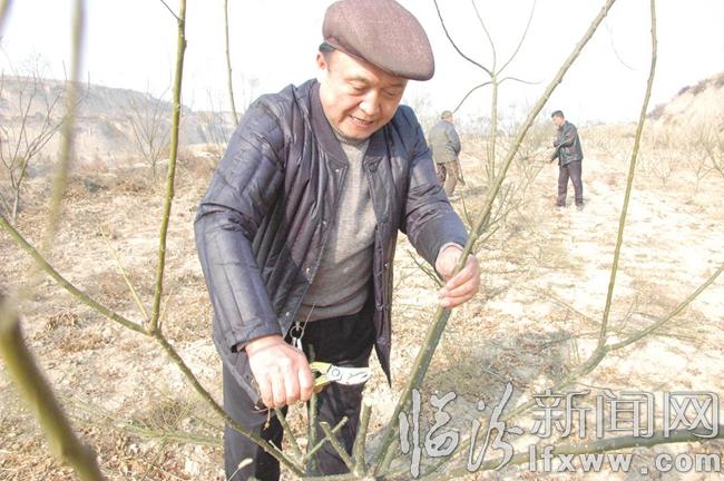 汾西王双亮:“双季槐”托起山乡富裕梦