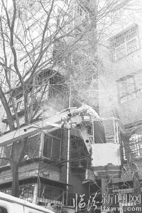 临汾城市绿化:割锯枯树为民解忧
