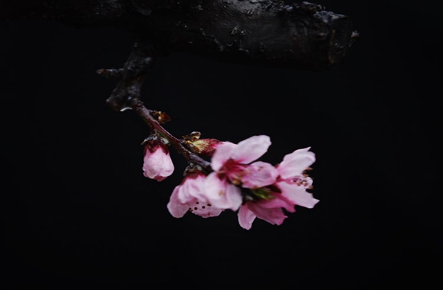 临汾市尧都区贺家庄第十四届乡村民情桃花会开幕（20张）