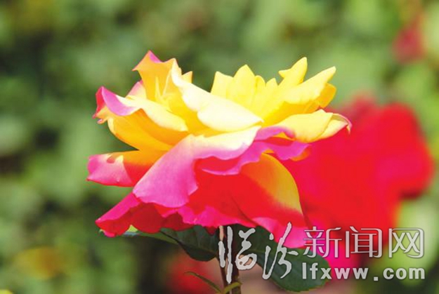 别跑了 美景就在咱汾河边