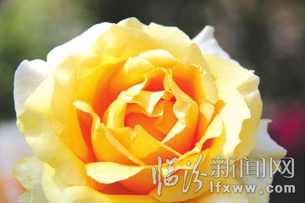 别跑了 美景就在咱汾河边