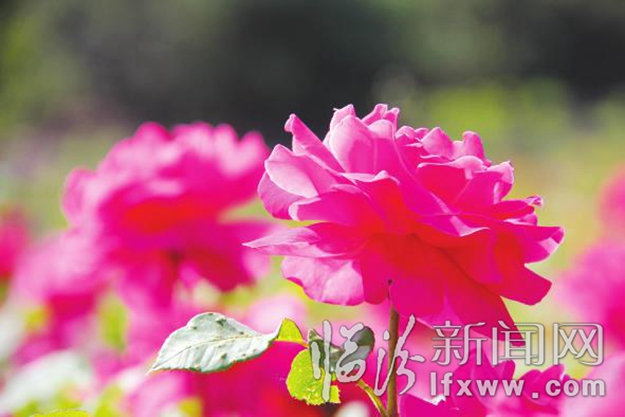 别跑了 美景就在咱汾河边