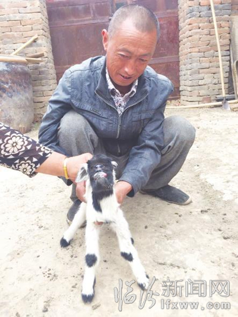 尧都区:你见过“地包天”怪羊吗?