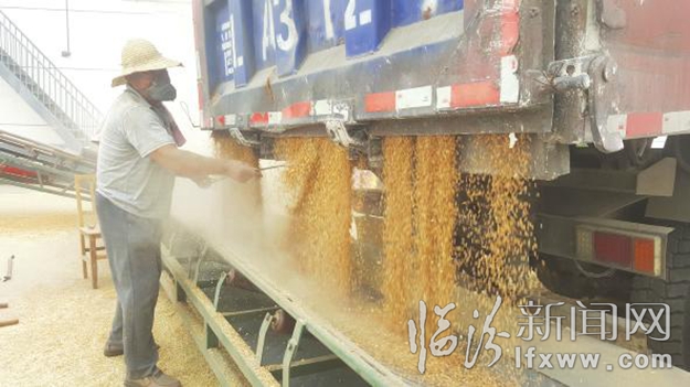 侯马:丰收了,回家给俺媳妇儿买个手机去