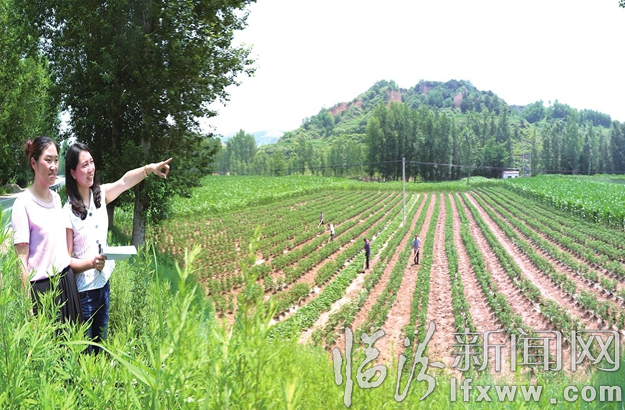 袁美丽和村委会主任付海荣正在规划着法井村的蔬菜基地。