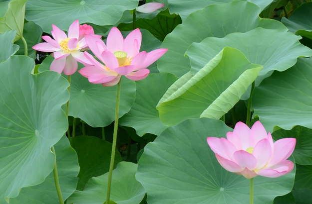 曲沃晋园荷花盛开冷艳撩人(18张)