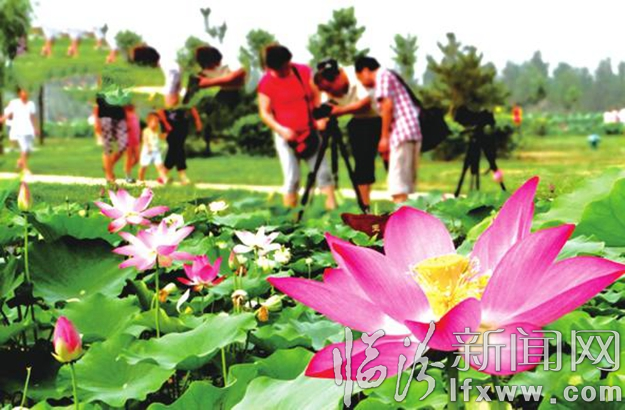 映日荷花别样红