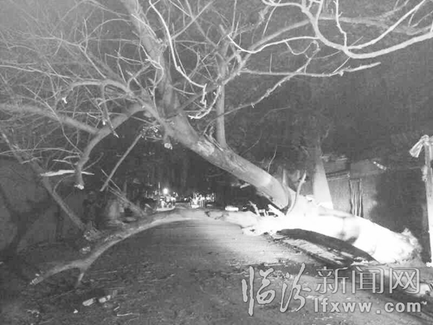 临汾:大树被刮倒 绿化一队除险情