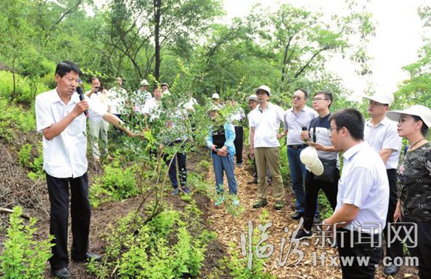 世界连翘在中国 中国连翘数安泽