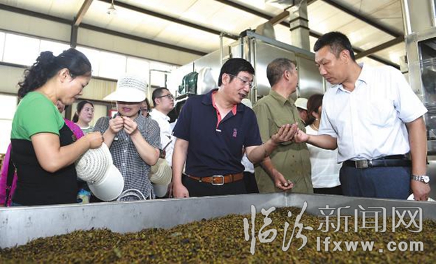 世界连翘在中国 中国连翘数安泽