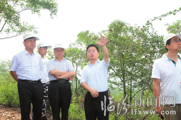 世界连翘在中国 中国连翘数安泽