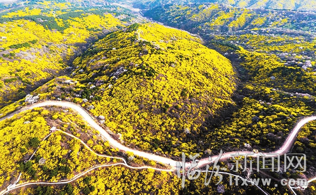 世界连翘在中国 中国连翘数安泽