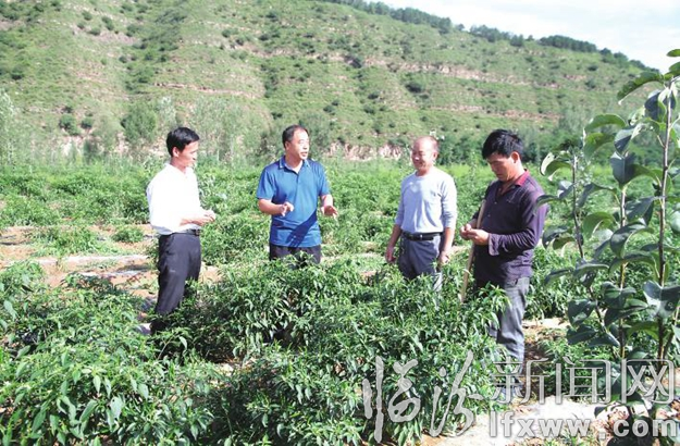 村里今年栽植了“玉露香”梨300余亩,其中间作150亩泰椒。贫困户王来良说:在王书记的带动下,我们村今年种植的泰椒,不仅长势好,订单农业还有保障,日子越来越好了!”