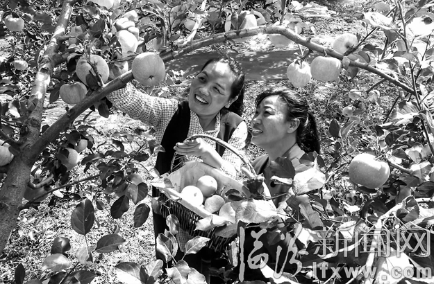 游客们体验采摘休闲和收获的乐趣。