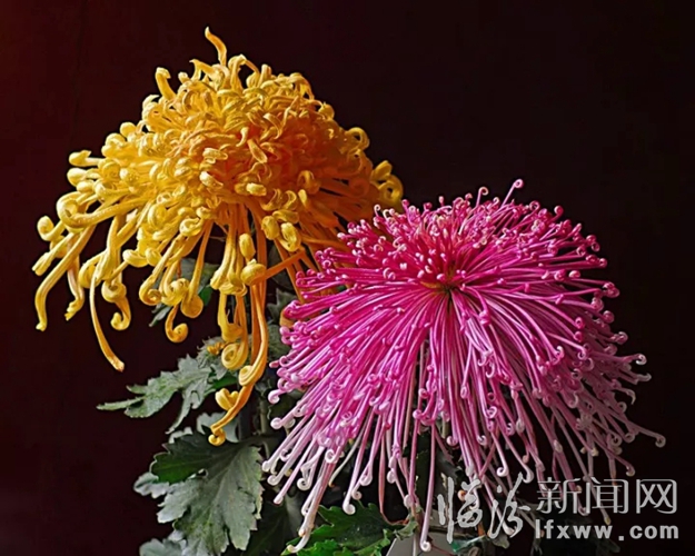 中国开封第35届菊花文化节将于10月18日开幕