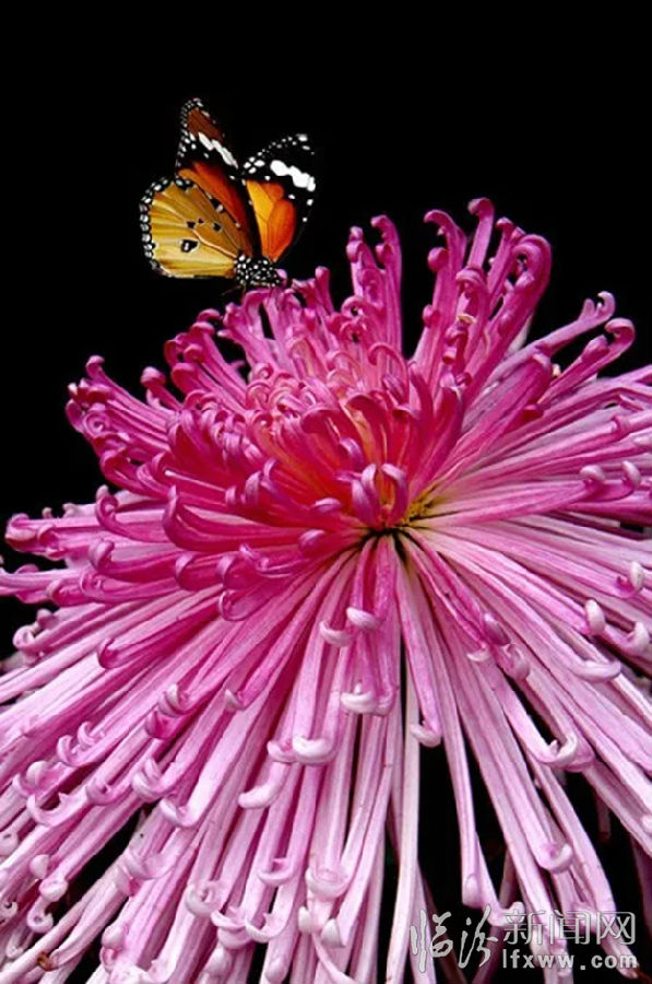 中国开封第35届菊花文化节将于10月18日开幕