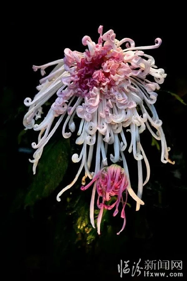 中国开封第35届菊花文化节将于10月18日开幕