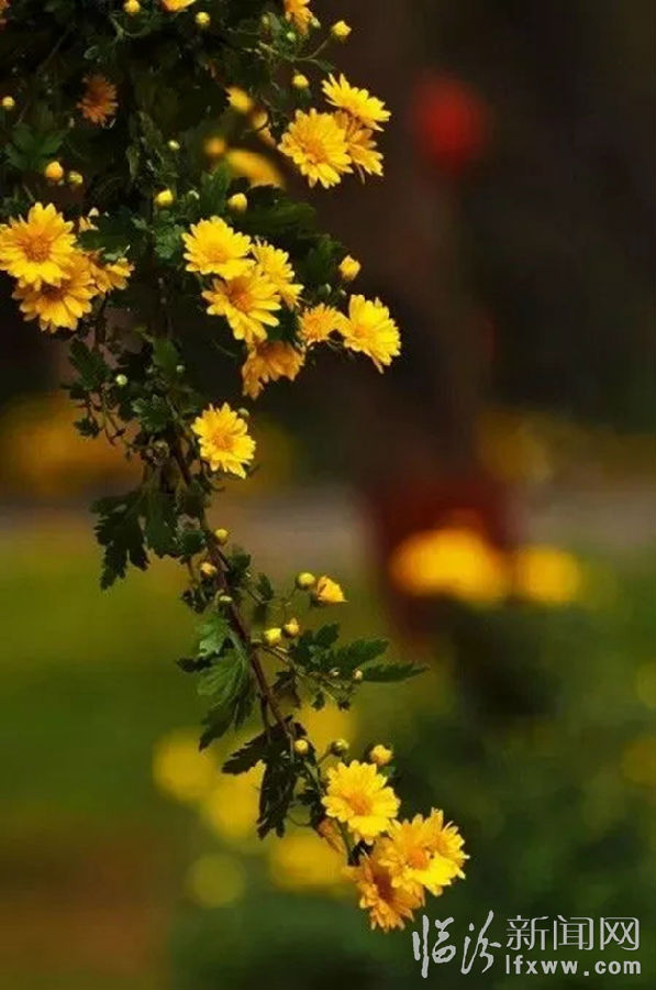 中国开封第35届菊花文化节将于10月18日开幕