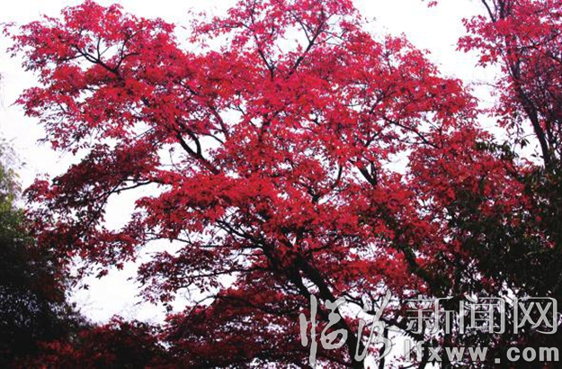 一树丹枫惹人醉