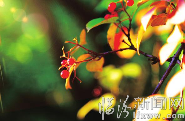 一山红叶艳如霞