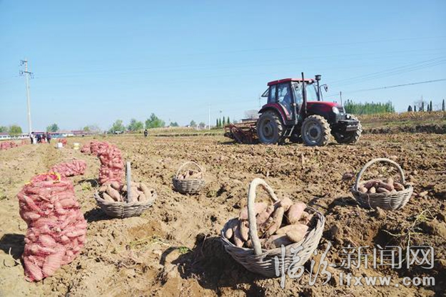 襄汾连村:“土牛”红薯开挖 百姓钱袋要鼓了
